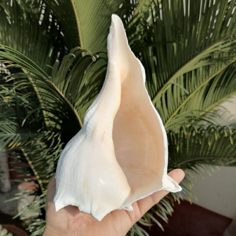 天然海螺貝殼左旋螺左旋香螺觀音螺佛教右旋螺供佛法器招財轉運螺