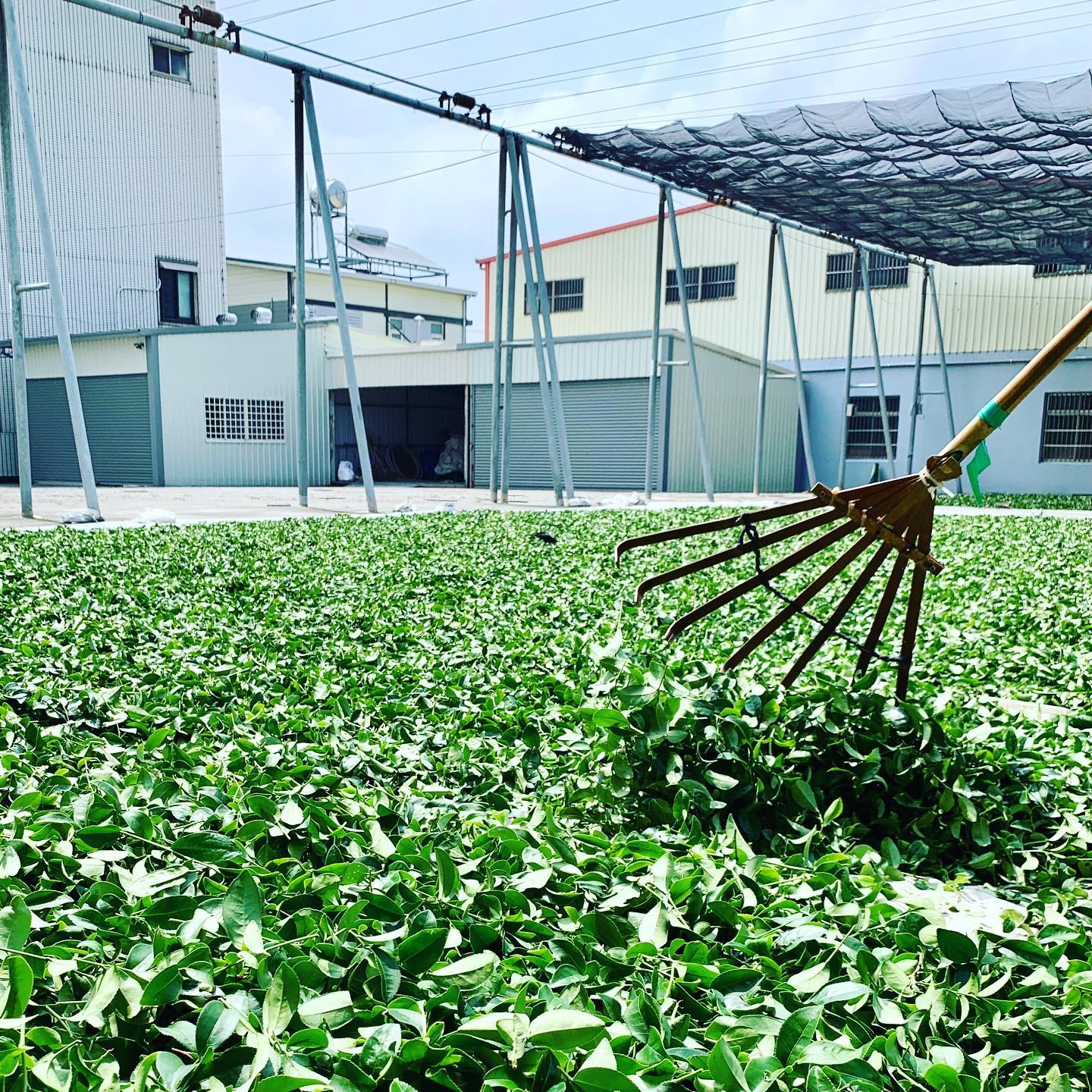 【采樂茶業】 凍頂烏龍茶 TongDing Oolong Tea｜中焙｜ 四兩 (150g)｜焙火烏龍、麥火香 6