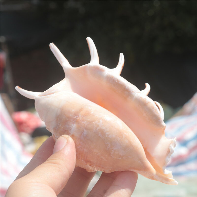 螺貝藝】天然海螺貝殼蜘蛛螺七角螺家居裝飾魚缸水族造景拍攝| 協