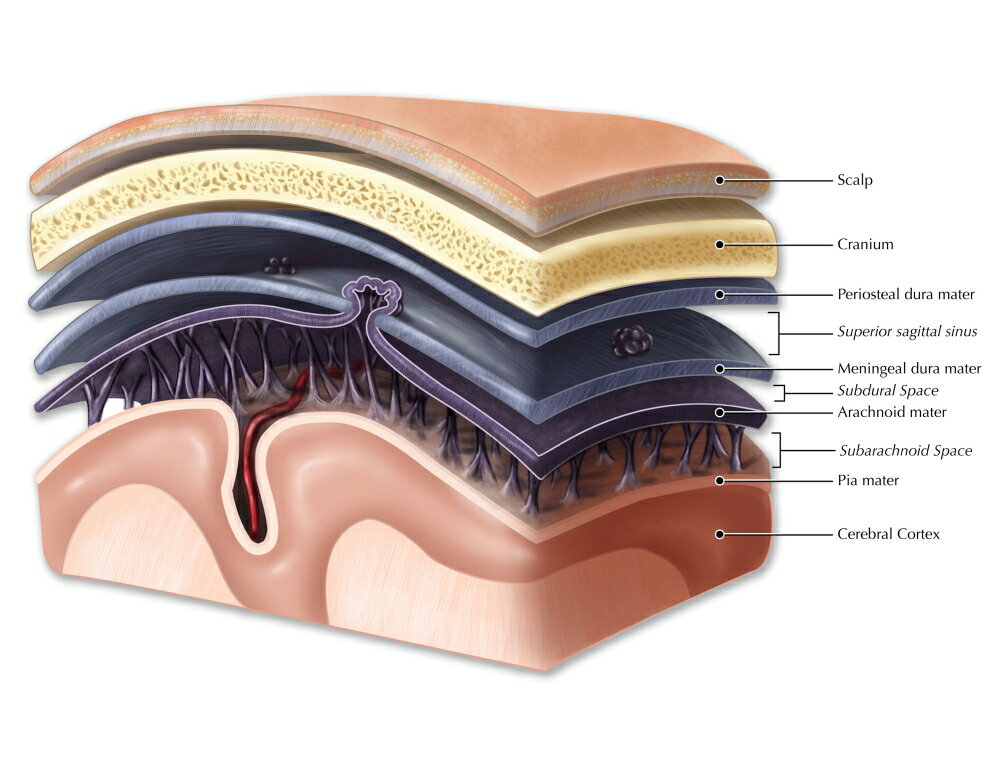 three layers of meninges        
        <figure class=