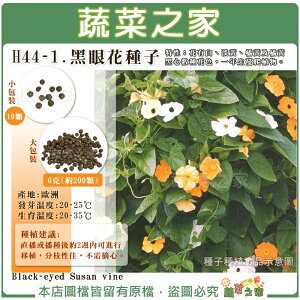 【蔬菜之家】H44-1.黑眼花種子 (共2種包裝可選) 花有白丶淡黃丶橘黃及橘黃黑心數種花色，一年生蔓爬植物。