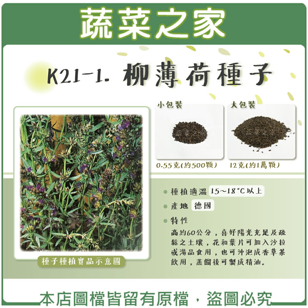 蔬菜之家 K21 1 柳薄荷種子 神香草 海壽花 共兩種包裝可選 蔬菜之家直營店 樂天市場rakuten