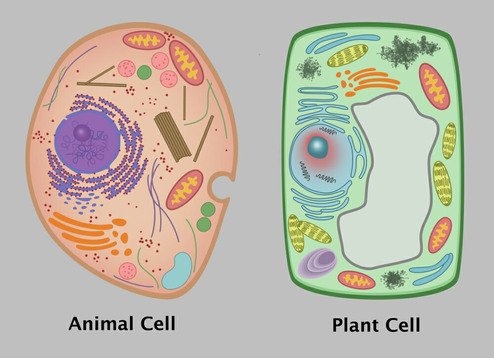 Posterazzi: Animal Cell and Plant Cell Rolled Canvas Art - Gwen ...