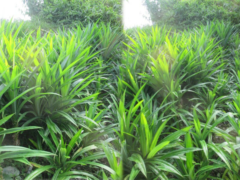 香蘭葉.七葉蘭(每株50元)台灣種植 1