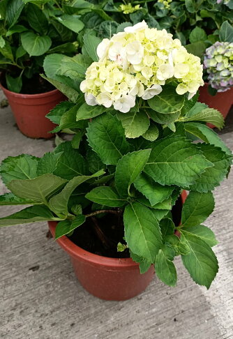 出貨時不一定有花 白色繡球花盆栽白綠色繡球花 7吋盆 季節限定 不是隨時都有 先確認有沒有貨 魚痴的秘密花園直營店 出貨時不一定有花 白色繡球花盆栽白綠色繡球花 7吋盆 季節限定 不是隨時都有 先確認有沒有貨 魚痴的秘密花園直營店