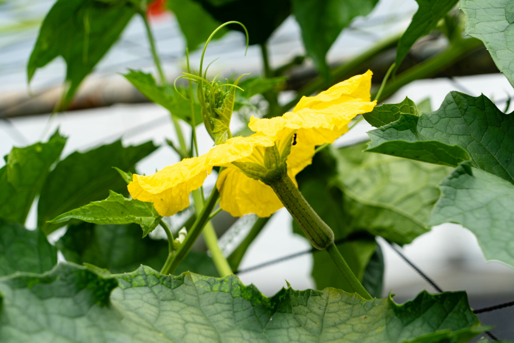 絲瓜露蘆薈皂 2