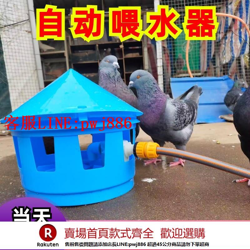 【諮詢客服驚喜多多】雞鴨信鴿子自動飲水器喝水賽鴿用品用具喂水器投食水壺鴿子食槽