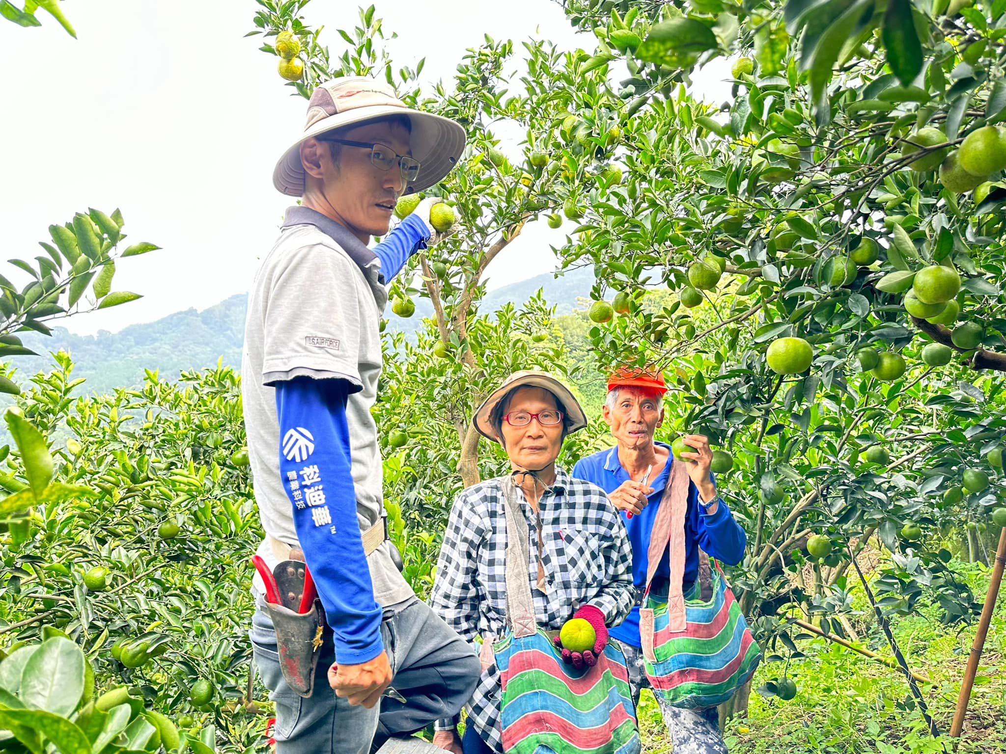 2025年台南東山「妙霖」青皮椪柑25A  27A(10斤~25斤/箱)