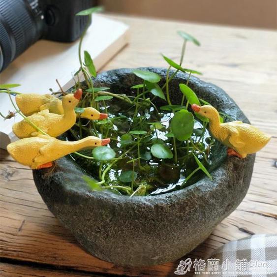 多肉花器 21年8月 Rakuten樂天市場