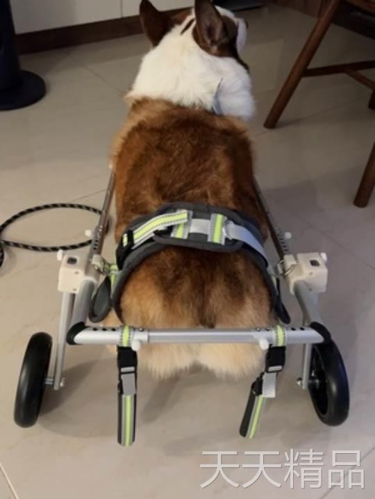 寵物輪椅狗輪椅殘疾狗后肢助力外出貓狗通用康復輔助后腿支架輕便