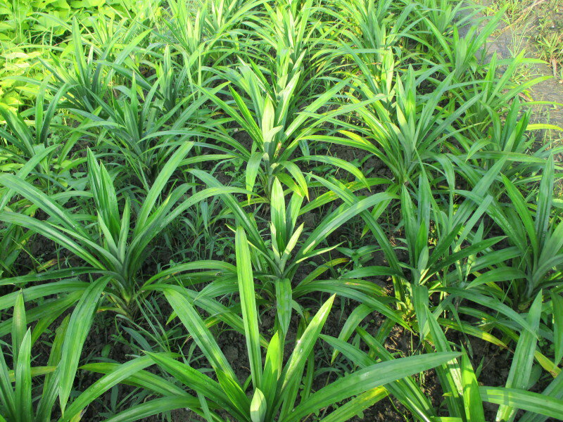 香蘭葉.七葉蘭(每株50元)台灣種植 2