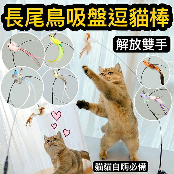 『台灣x現貨秒出』長尾鳥吸盤逗貓棒 貓咪自嗨 貓玩具 寵物玩具 貓貓玩具 貓自嗨 逗貓玩具
