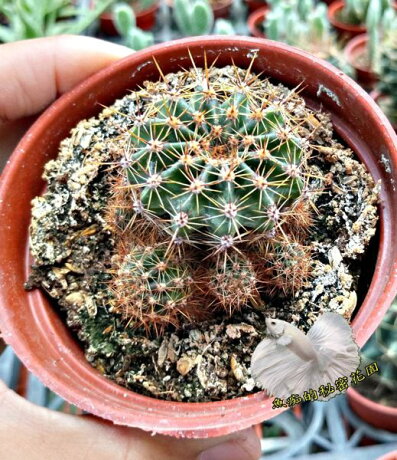 3吋盆 世界之圖仙人掌多頭仙人掌盆栽 活體多肉植物仙人掌多肉盆栽送禮首選祝賀禮物 每一盆都長不一樣 魚痴的秘密花園 3吋盆 世界之圖仙人掌多頭仙人掌盆栽 活體多肉植物仙人掌多肉盆栽送禮首選祝賀禮物 每一盆都長不一樣 魚痴的秘密花園