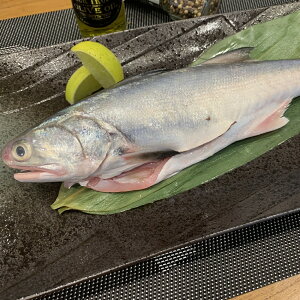 【有魚生鮮】野生午仔魚325g