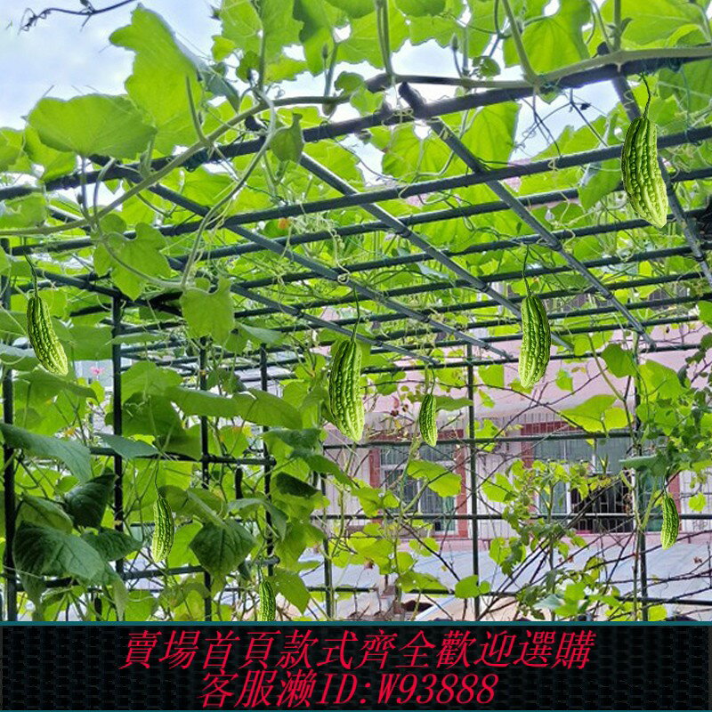 {臺灣公司貨 可打統編}苦瓜架葡萄架子葫蘆爬藤架獼猴桃藤架絲瓜百香果庭院戶外支架牽引
