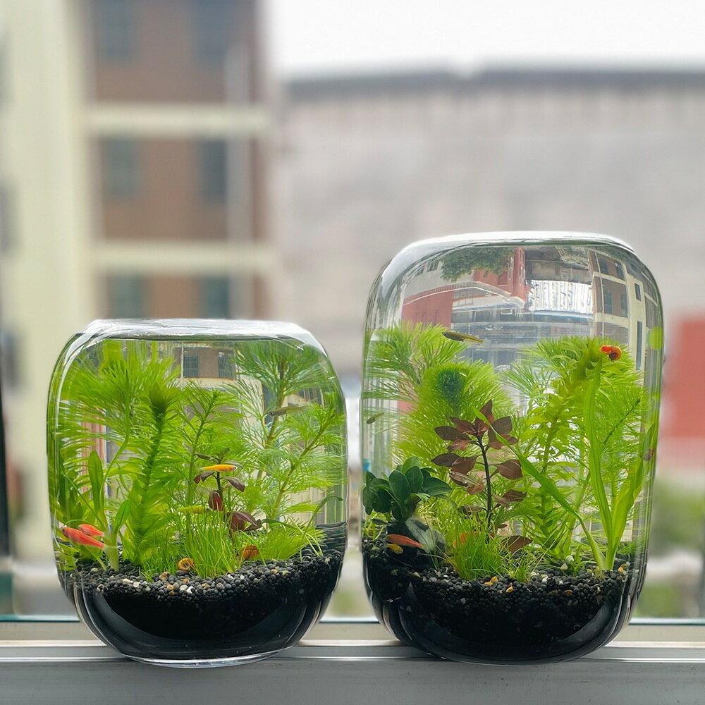 生命之樹微景觀玻璃瓶苔蘚多肉植物造景花瓶大肚玻璃缸桌面生態瓶加厚魚缸居家裝飾水培透明玻璃花瓶輕奢煙灰色插花瓶