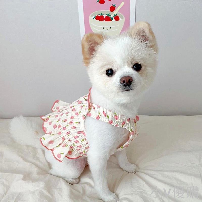 泰迪裙子小狗狗夏季衣服寵物小型幼犬比熊博美約克夏貓咪春夏薄款 寵物衣服 寵物服飾~嬉皮狗