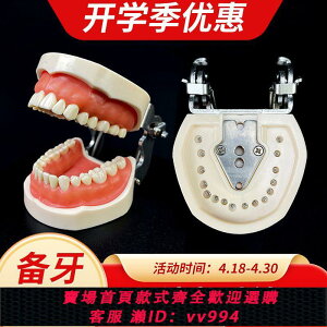 {公司貨 最低價}牙模型 口腔教學牙齒模型 標準仿真樹脂離體牙模考試窩溝備牙練習