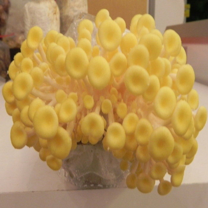 【臻美蔬果】珊瑚菇盒