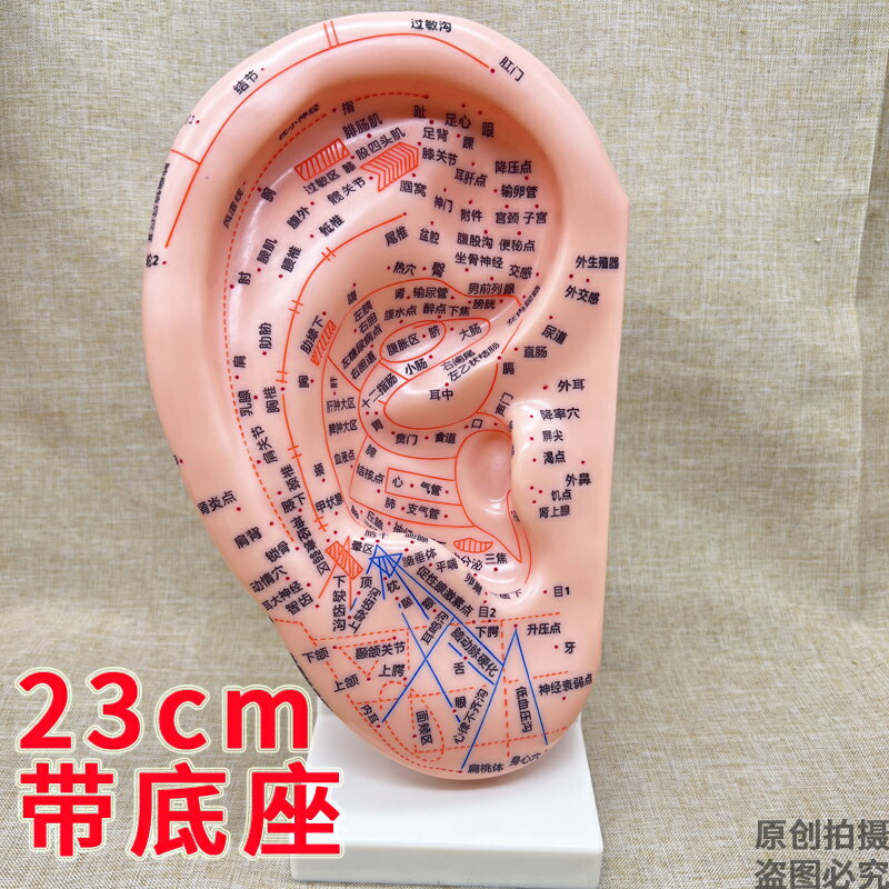 教學版耳穴模型多穴位針灸耳模耳朵穴位模具特大耳刻字底座帶支架