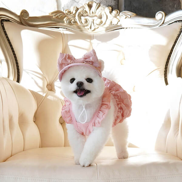 韓國【ParisDog】雲朵蓬蓬裙套裝 (寵物服飾 寵物衣服)