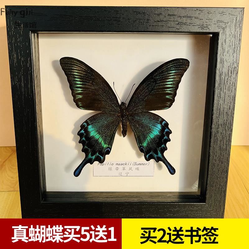 蝴蝶標本蝴蝶標本原蝶木框畫框工藝品擺件展示柜昆蟲標本真蝴蝶| 協貿 