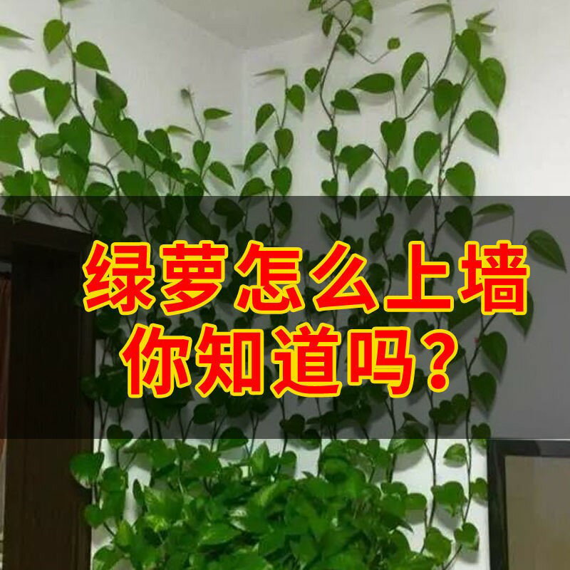 綠蘿爬墻綠植器爬藤墻上攀爬自粘式架無痕客廳花架子多層花盆