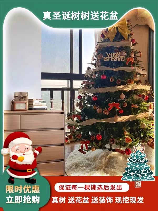 【雙十二大促】真的圣誕樹真樹盆栽活挪威云杉真正的圣誕樹松樹大諾貝松小型家用【幸福驛站】