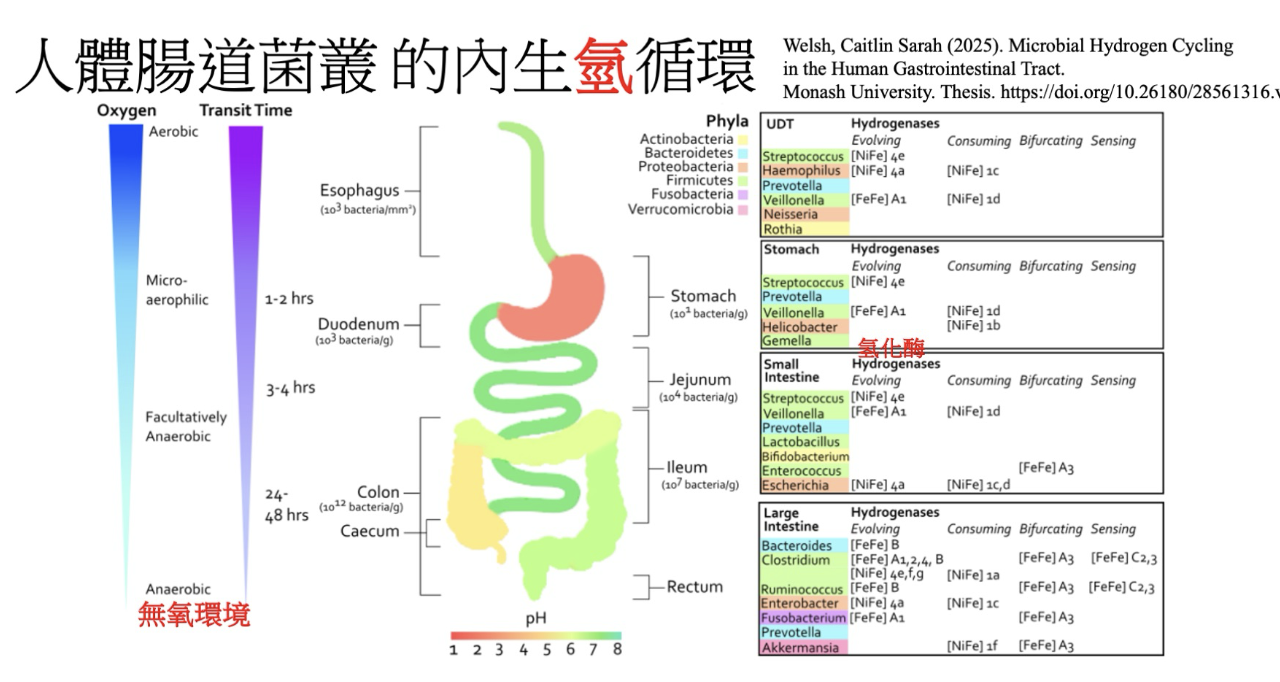 HoHo Biotech 官方Line (貼紙) 氫呼吸 1