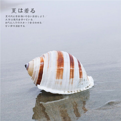 螺貝藝 天然貝殼大海螺琴螺卷貝魚繁殖殼多肉花盆魚缸裝飾品 協貿國際日用品生活3館 樂天市場rakuten 螺貝藝 天然貝殼大海螺琴螺卷貝魚繁殖殼多肉花盆魚缸裝飾品 協貿國際日用品生活3館 樂天市場rakuten