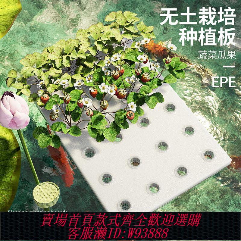 【公司貨 最低價】水培蔬菜定植板無土栽培種植板板水上種菜塑膠漂浮板