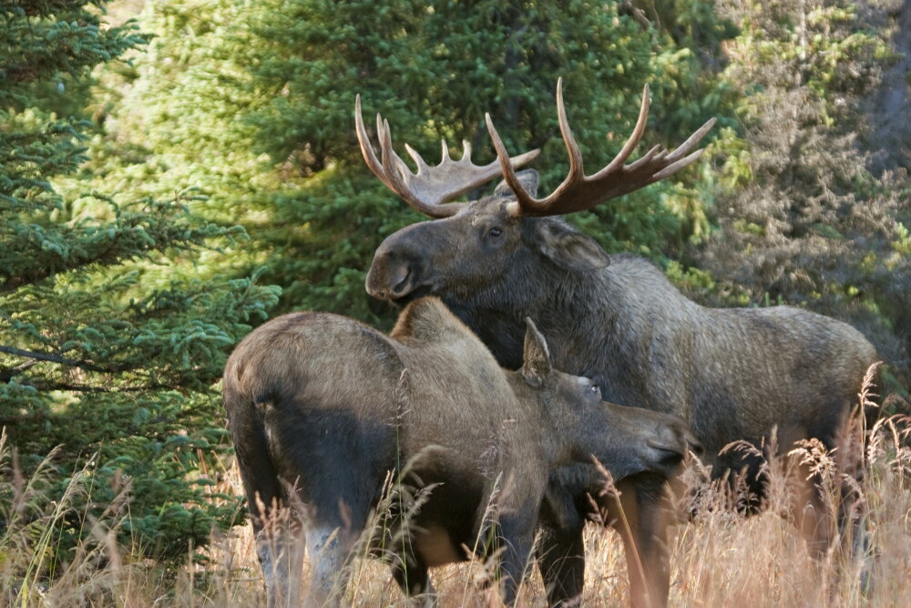 Posterazzi: Bull Moose And Cow Nuzzle During Rutting ...