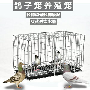 鳥籠 鴿子籠 籠子 加粗鴿子籠鴿子用品用具鴿子配對籠養殖籠子金屬折疊大號『cyd17912』