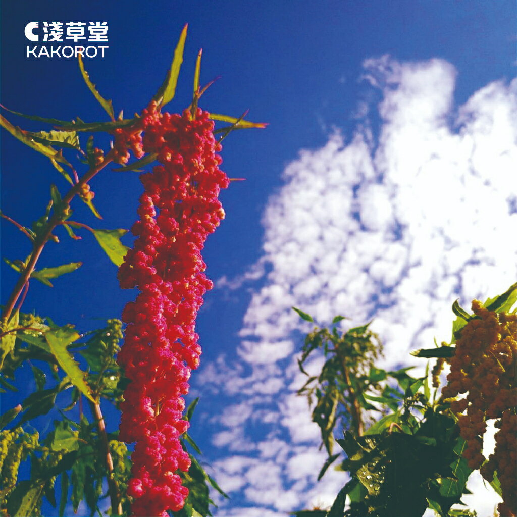 有機紅藜⎪淺草堂直營店⎪純天然無添加⎪煮飯專用 5