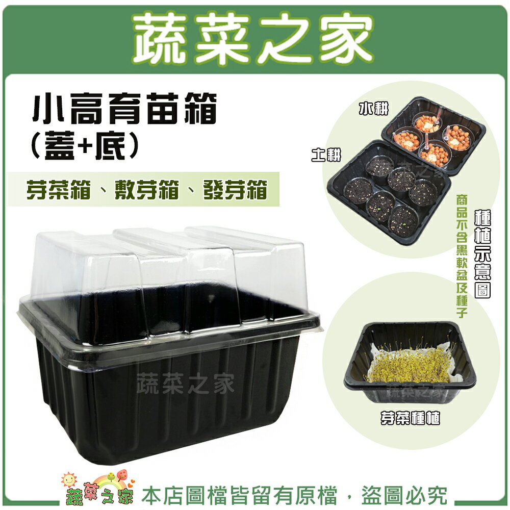 【蔬菜之家】小高育苗箱 (蓋+底) 可另外加購15孔穴盤 芽菜箱、敷芽箱、發芽箱