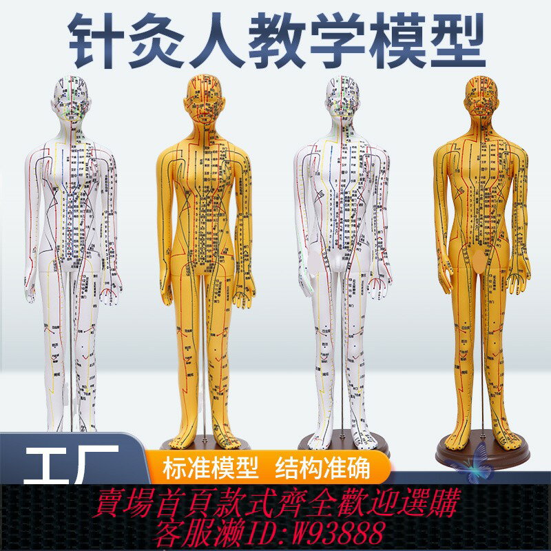 {臺灣公司貨 可打統編}針灸人體模型穴位全身中醫十二經絡圖銅人模特圖可扎針練習小皮人