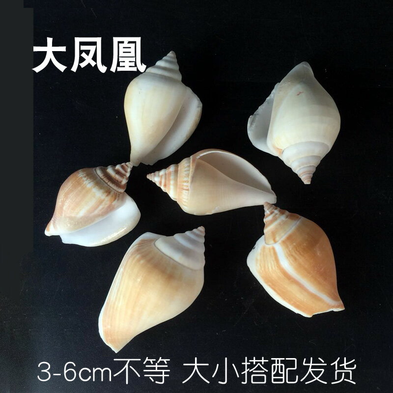 天然海螺貝殼魚缸造景套餐水族箱裝飾海螺海星珊瑚佈景擺件工藝品
