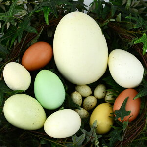 仿真雞蛋模型假鴨蛋鵝蛋鴕鳥恐龍蛋鵪鶉蛋DIY繪畫復活蛋攝影道具