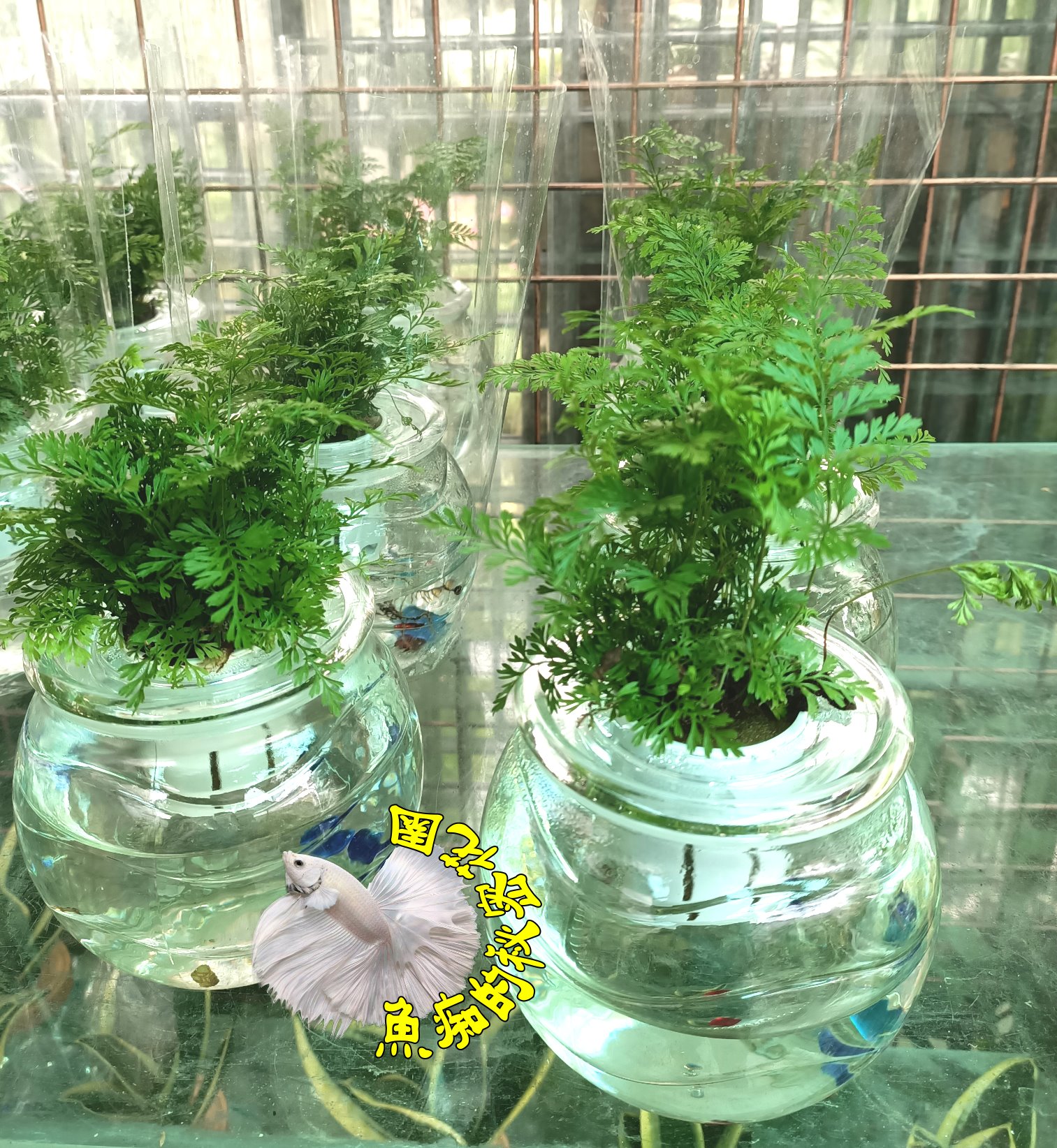 請先詢問 確認有沒有貨 水耕兔腳蕨盆栽 專利玻璃瓶水耕植物盆栽可放室內需光線充足的環境 半日照更好