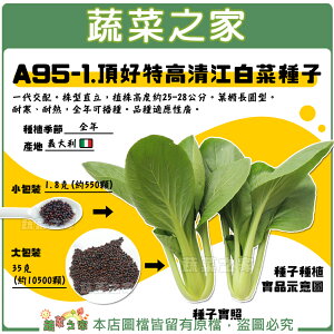 【蔬菜之家】A95-1.頂好特高清江白菜種子 (共有2種包裝可選)