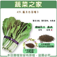 蔬菜之家 F09 青紫蘇種子 青香 日本進口 共有2種包裝可選 蔬菜之家直營店 樂天市場rakuten 蔬菜之家 F09 青紫蘇種子 青香 日本進口 共有2種包裝可選 蔬菜之家直營店 樂天市場rakuten