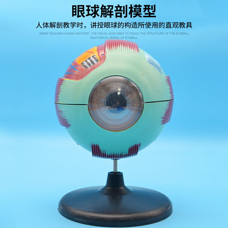 眼球解剖模型J33205 6倍自然大 生物實驗器材 實驗儀器 教學儀器
