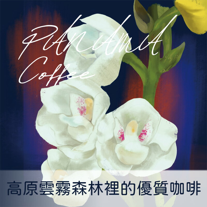 巴拿馬 波奎特 洛斯拉瓊斯莊園 LOT.8 日曬【Nikkoffee日光咖啡】
