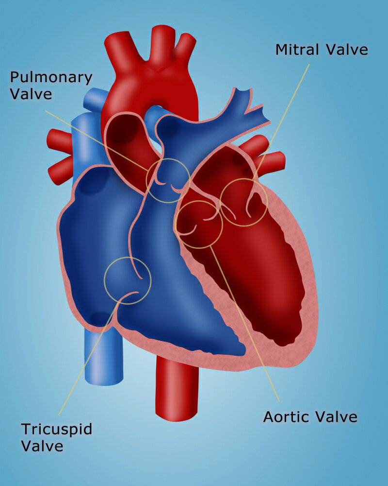 Posterazzi: Heart Valves Poster Print by Monica SchroederScience Source ...