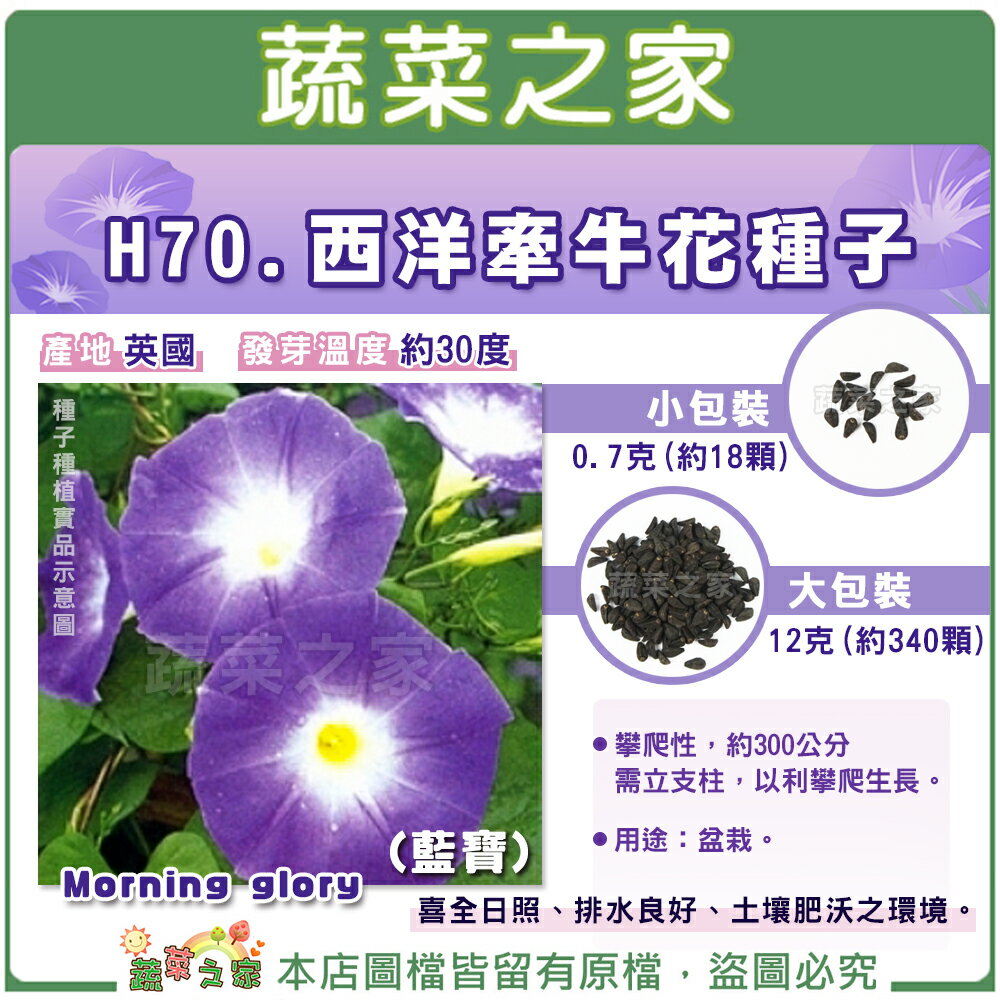 蔬菜之家 H70 西洋牽牛花種子 藍寶 共有2種包裝可選 蔬菜之家直營店 樂天市場rakuten