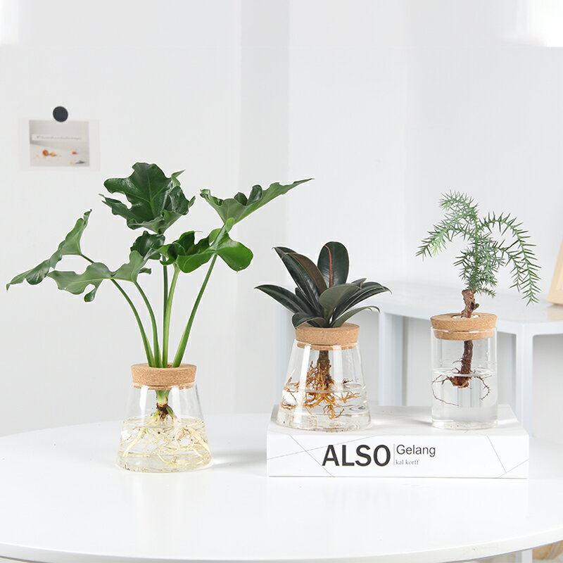 耐水植物凈化空氣辦公室桌面室內小盆栽文竹綠蘿竹柏無土水培植物