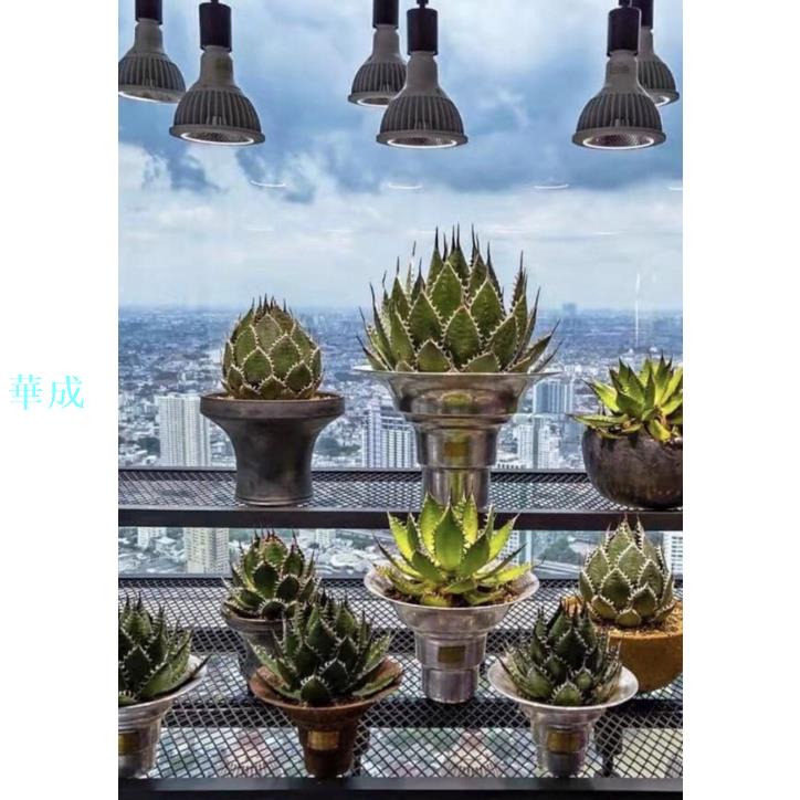 花盆塊根盆金屬塊根植物花盆masses 木村植木花龍舌蘭象芽宮塊根多甲龜udyl 華成 樂天市場rakuten
