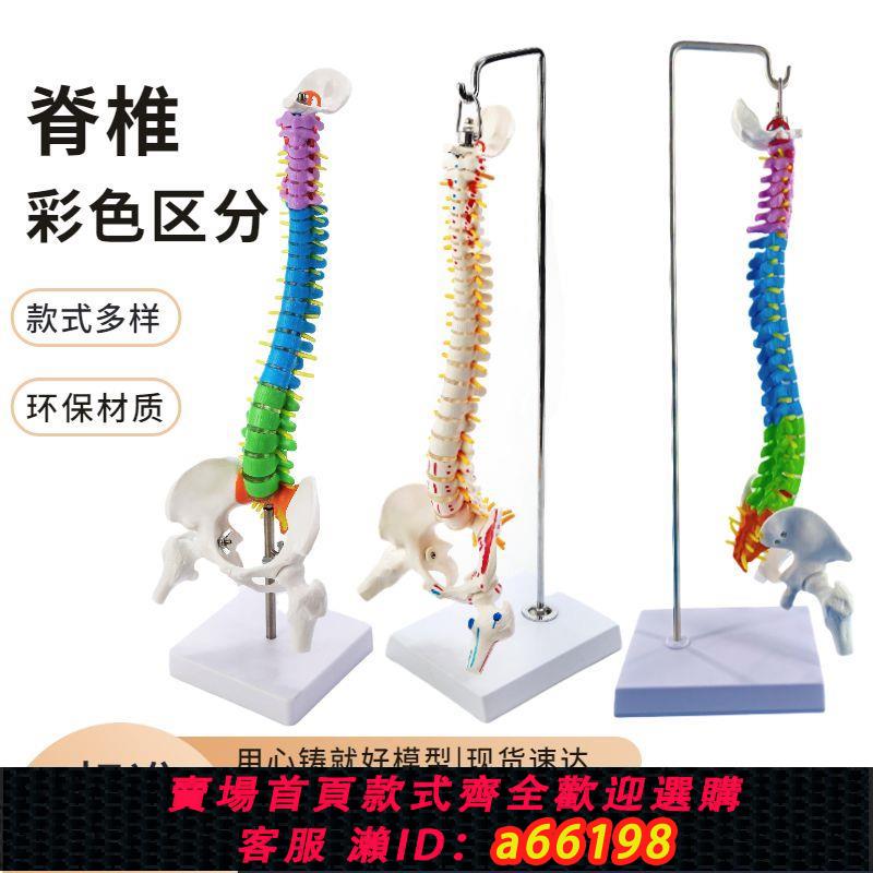 【臺灣公司 可開發票】45CM彩色人體脊椎模型帶骨盆股骨尾骨脊柱骨骼腰椎頸椎正骨模型