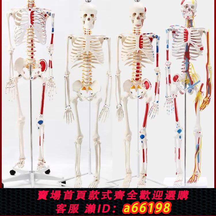 【臺灣公司 可開發票】人體骨骼骨架模型成人骨骼脊椎分椎間盤關節醫學標準教學全身模型
