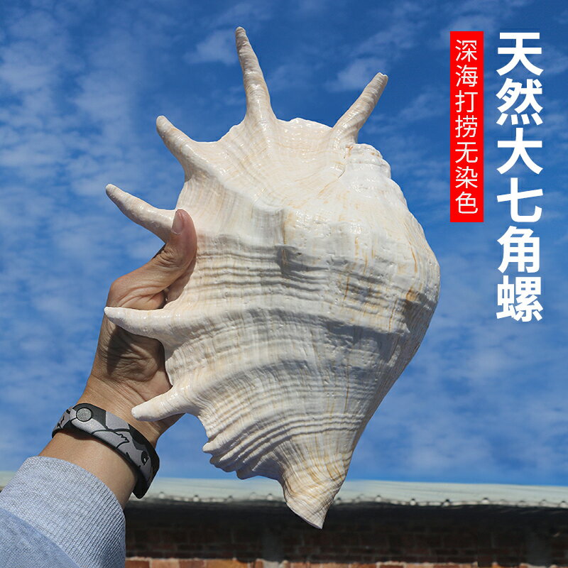 天然海螺貝殼蜘蛛螺大七角螺家居裝飾魚缸水族造景拍攝收藏標本